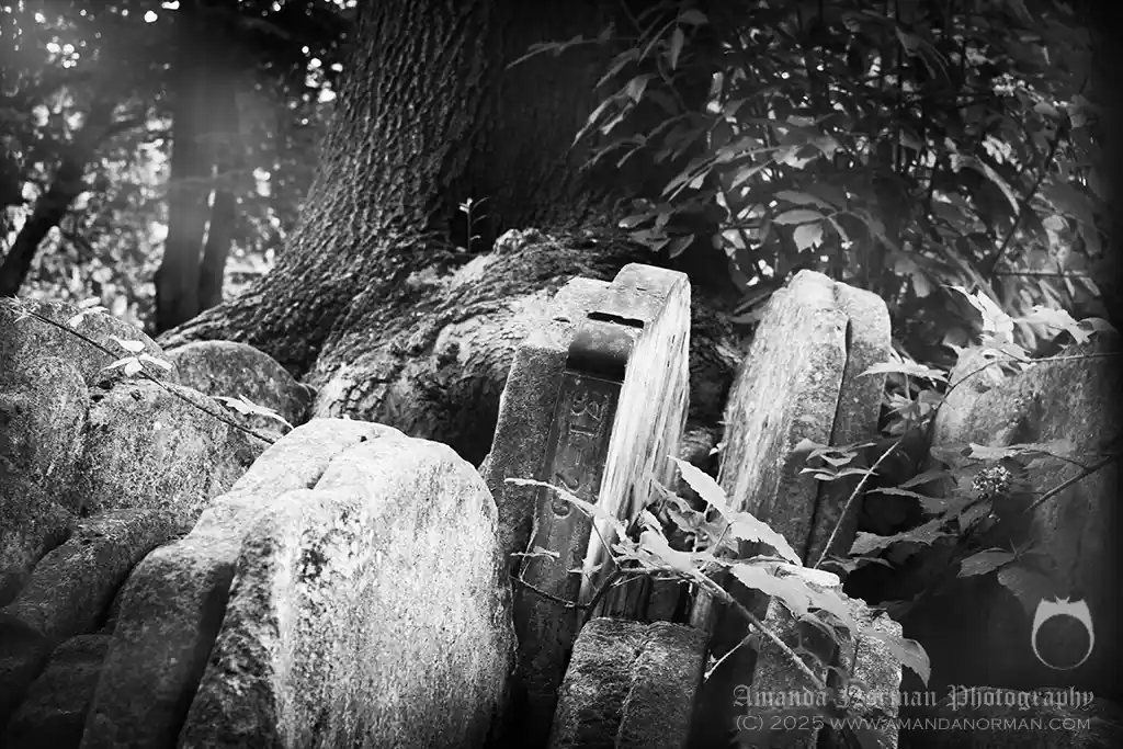 A Sign-Seeker by Thomas Hardy