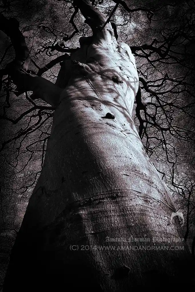 Photograph of a tree